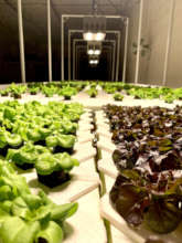 2,000+ heads of lettuce being grown