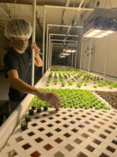 Transplanting lettuce seedlings