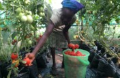 Enhancing Livelihood for 100 poor women in Bia B.