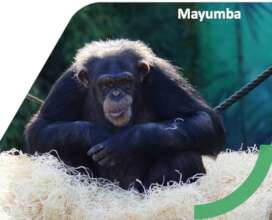 Mayumba