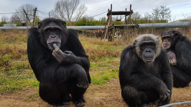 Support Spanish Primate Sanctuary