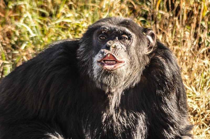 Support Spanish Primate Sanctuary
