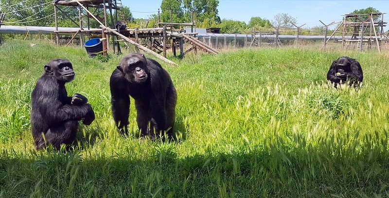 Support Spanish Primate Sanctuary