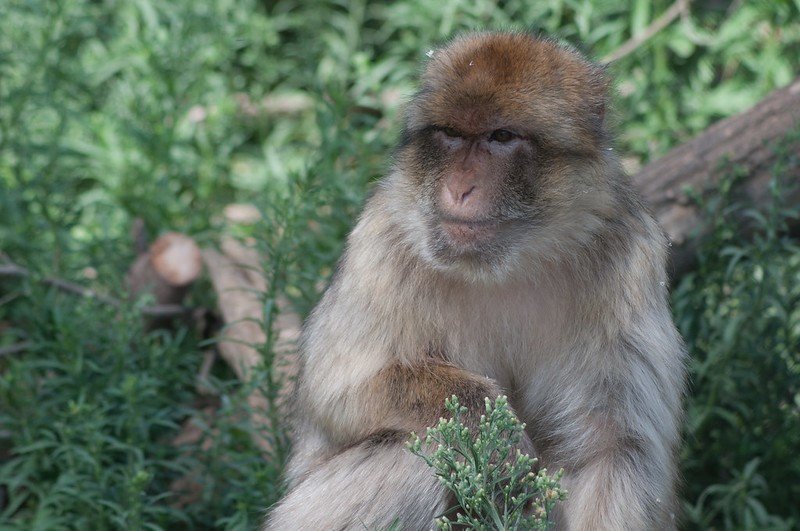 Support Spanish Primate Sanctuary