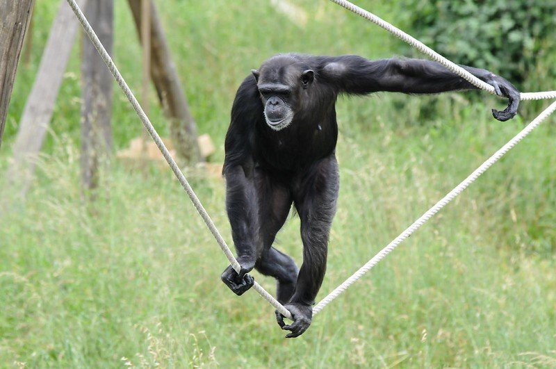 Support Spanish Primate Sanctuary