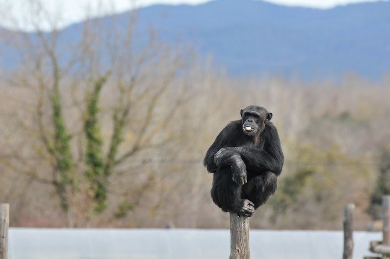 Support Spanish Primate Sanctuary