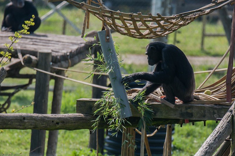 Support Spanish Primate Sanctuary During COVID-19