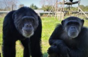 Support Spanish Primate Sanctuary