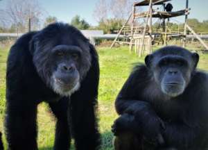 Support Spanish Primate Sanctuary
