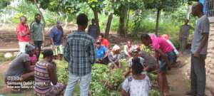Cassava & sweet potato cuttings to start gardens.