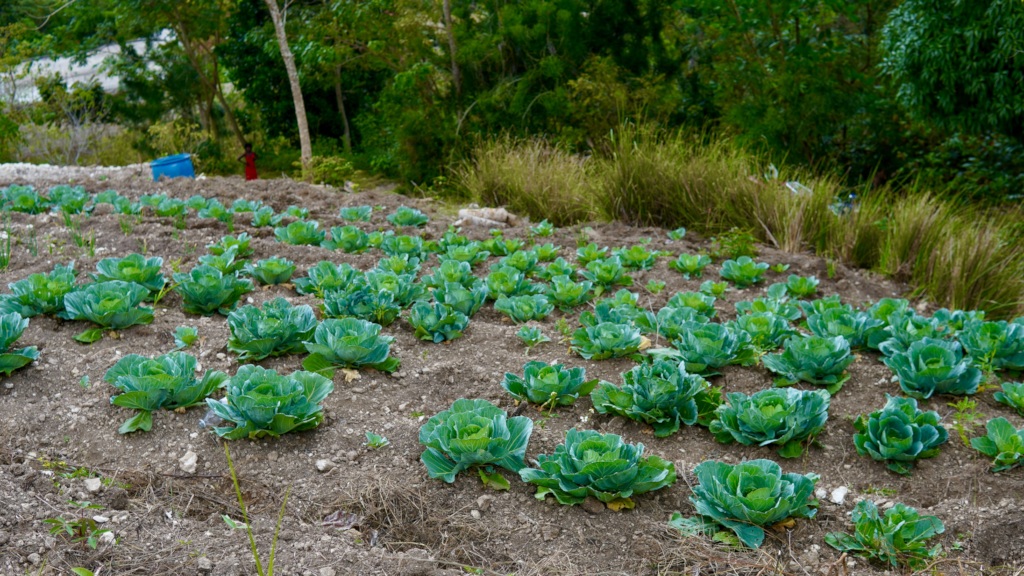Your support is expanding terrace gardening.