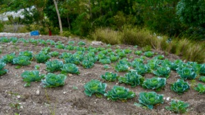 Your support is expanding terrace gardening.