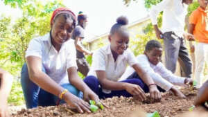 8th graders planting cabbage.