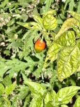 A pepper grows in a family garden.
