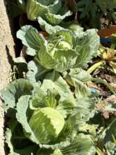 Cabbage grows in a family garden.