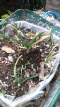 A garlic plant starting to grow