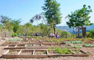 Students learning in the school garden.