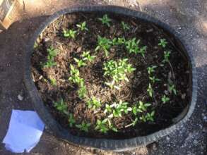 New seedlings take root in reused tires.
