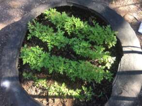 Reused tires become thriving seedbeds.