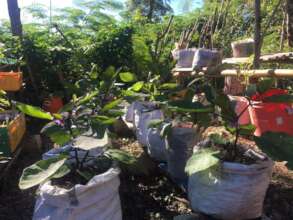 Eggplants flourish in repurposed sacks.