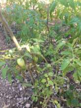 Tomatoes grow toward a future harvest.