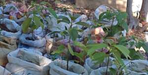 Fruit trees in the school plant nursery.