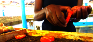 Creative, low-cost ways to propagate new plants.