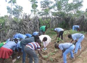 Students transplant cabbages