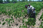 Promote Transforming Farming systems in rural Keny