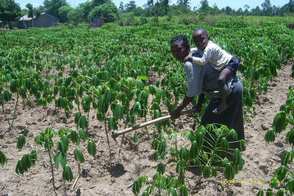 Promote Transforming Farming systems in rural Keny