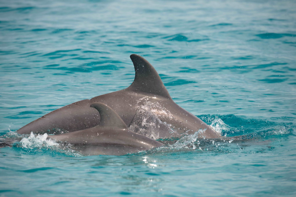 Saving Abaco's Dolphins after Hurricane Dorian