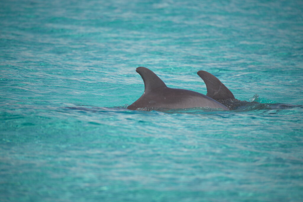 Mother-calf pair of bottlenose dolphins in Abaco