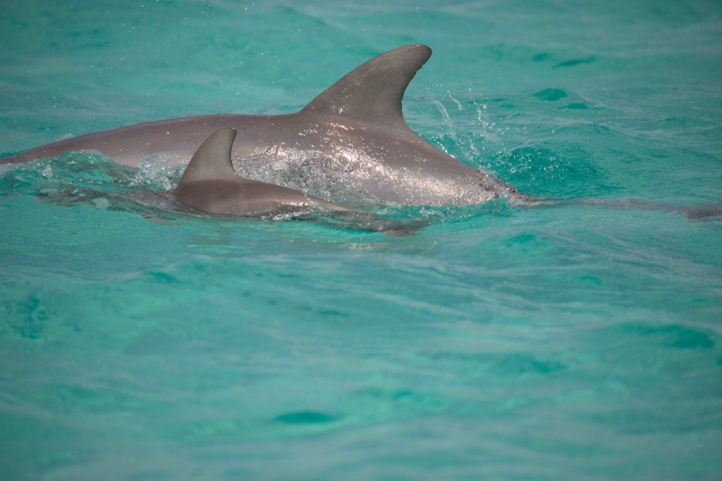 Saving Abaco's Dolphins after Hurricane Dorian