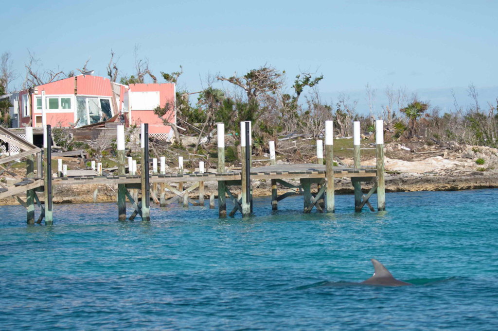 Saving Abaco's Dolphins after Hurricane Dorian