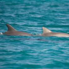 Bottlenose dolphins