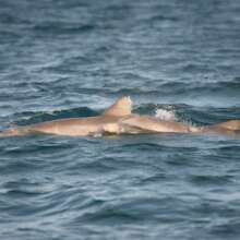 Bottlenose dolphins