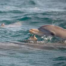 Bottlenose dolphins