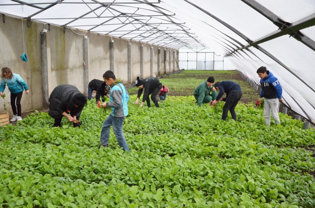 Build Greenhouse! Train, Feed Poor Kids and Youth
