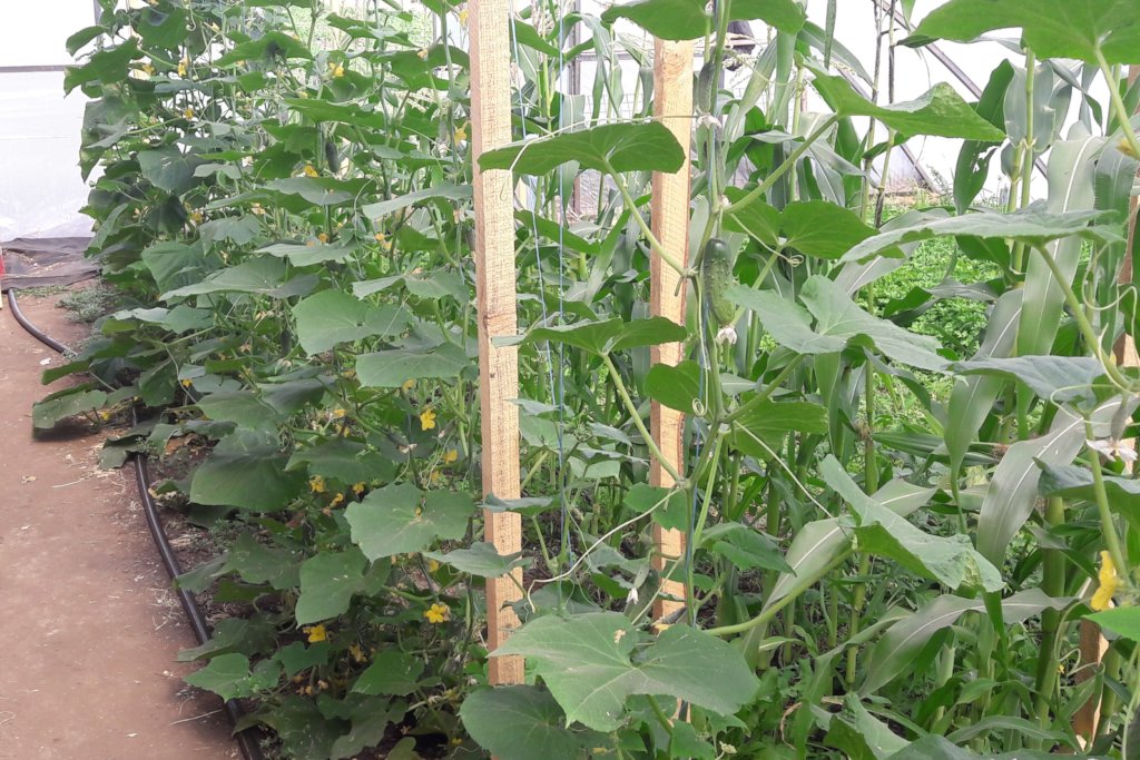 Build Greenhouse! Train, Feed Poor Kids and Youth