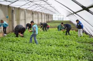 Radish picking