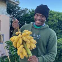 Banana Harvest