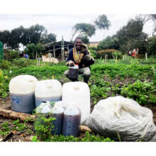 Growing local food gardens