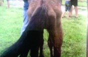 Help us help abused horses in Chintsa.