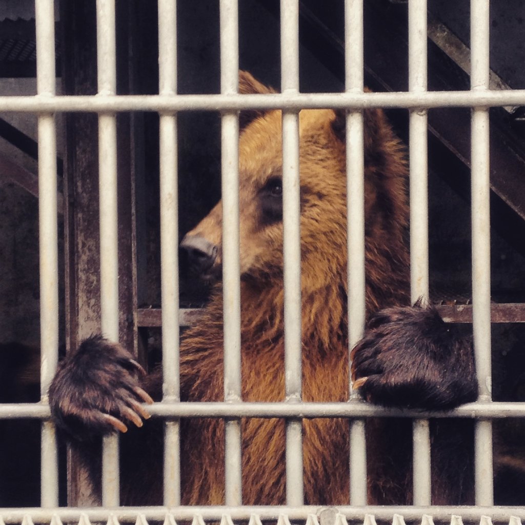 Improving Welfare For Captive Bears & All Animals