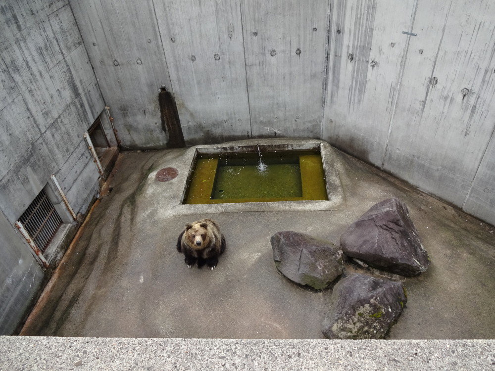 Improving Welfare For Captive Bears & All Animals