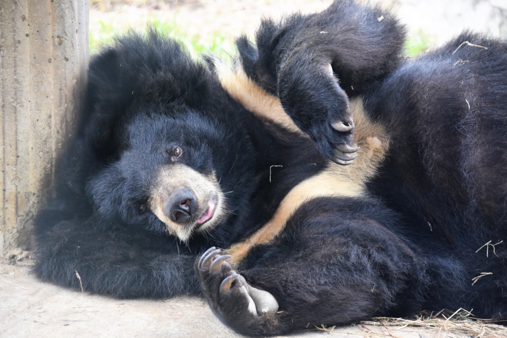 Improving Welfare For Captive Bears & All Animals