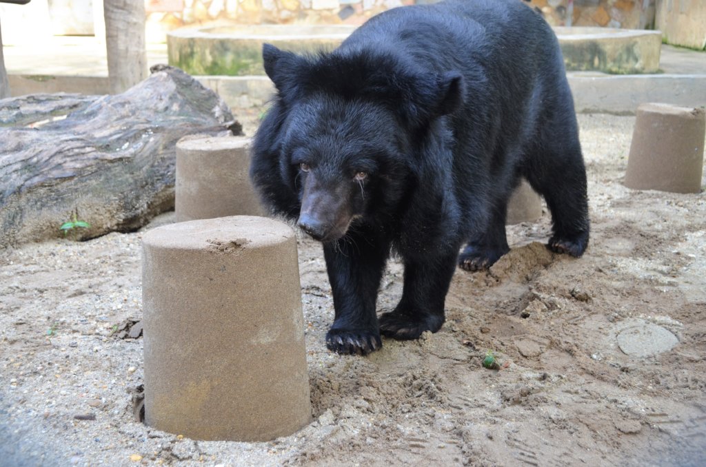 Improving Welfare For Captive Bears & All Animals
