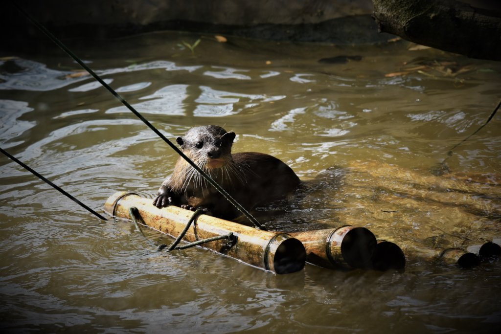 Improving Welfare For Captive Bears & All Animals