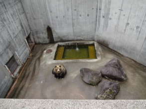 Traditional pit style housing for captive bears