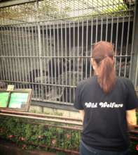 Investigating conditions in Japan's bear parks